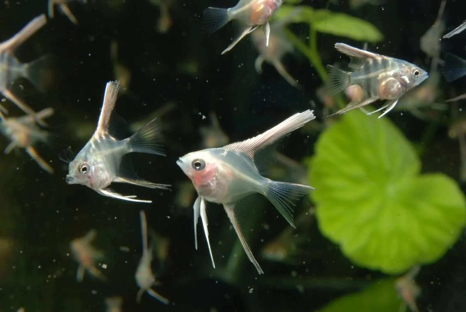 Съели скалярию