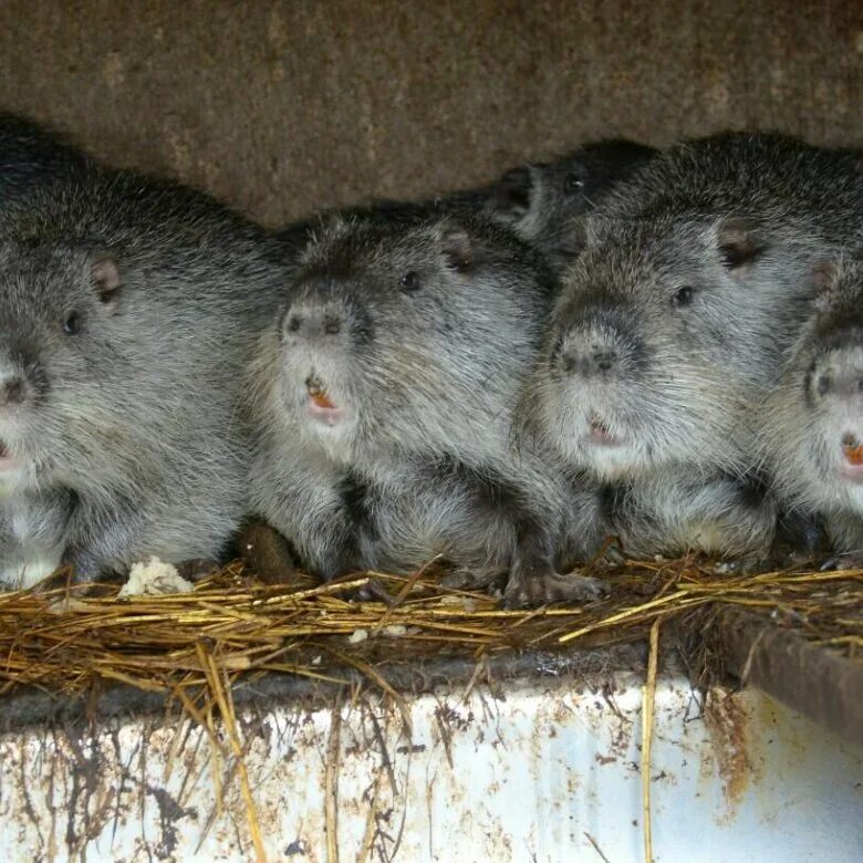 Дегу маленькие бельчата. Нутрия домашняя. Авито грызуны. Хомяк песчанка. Грызун шиншилла ангорская серебристая.