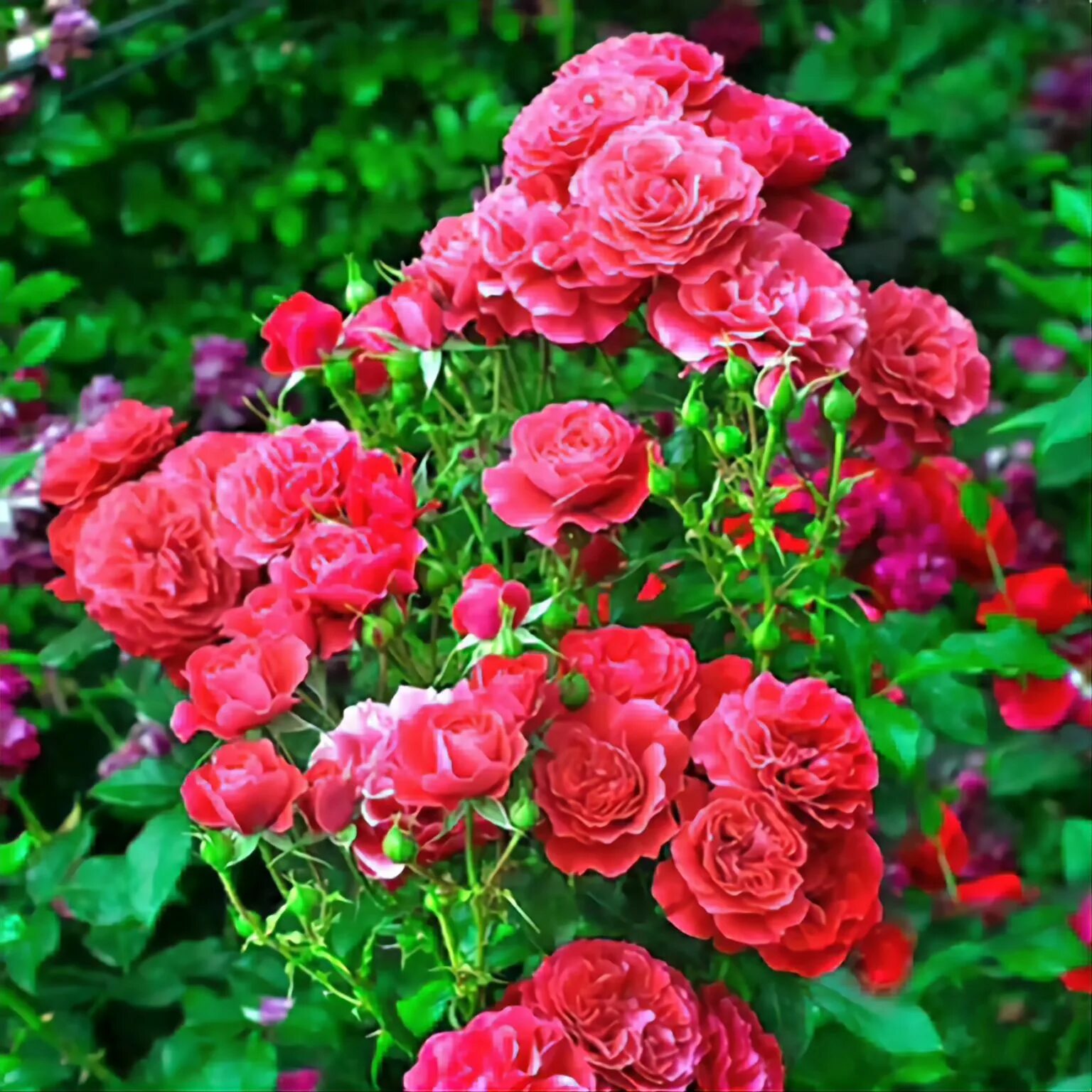 Розы флорибунда сорта. Розы флорибунда floribunda. Розы флорибунды. Розы флорибунда floribunda. Розы флорибунда floribunda.