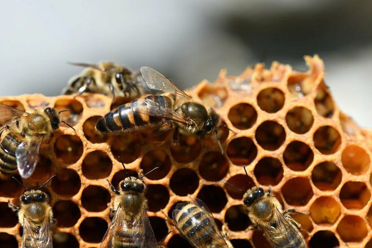 Купить семью пчел. Пчеломатка Карника. Пчела Бакфаст. Пчелиная матка Карника. Бурзянская бортевая пчела матка.