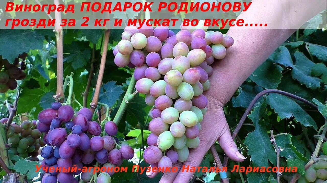 ВИНОГРАД ПОДАРОК НЕСВЕТАЯ: купить саженцы винограда подарок несветая в Одессе, К