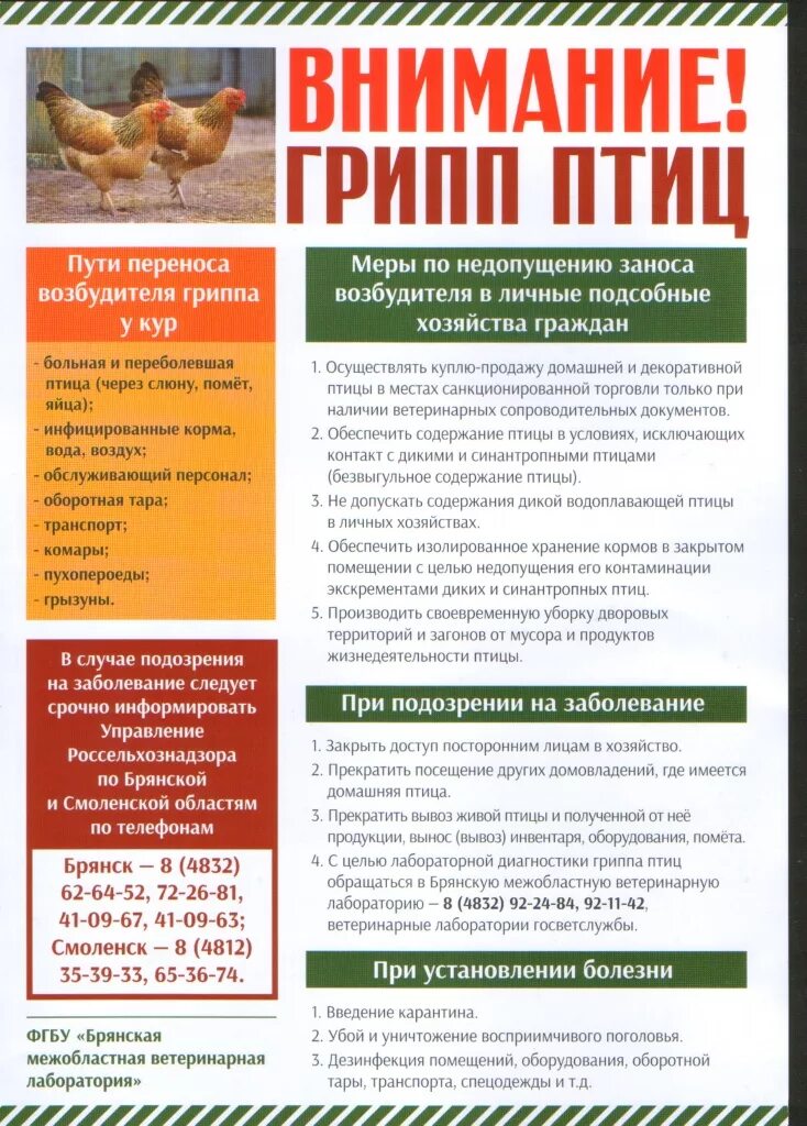 Грипп птиц памятка для населения. Высокопатогенный грипп птиц памятка для населения. Грипп птиц памятка для населения. Осторожно грипп птиц. Грипп птиц внимание.