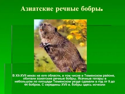 Известно что обыкновенный бобр