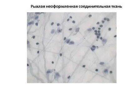Какие ткани рыхлые