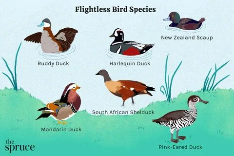 Bird example