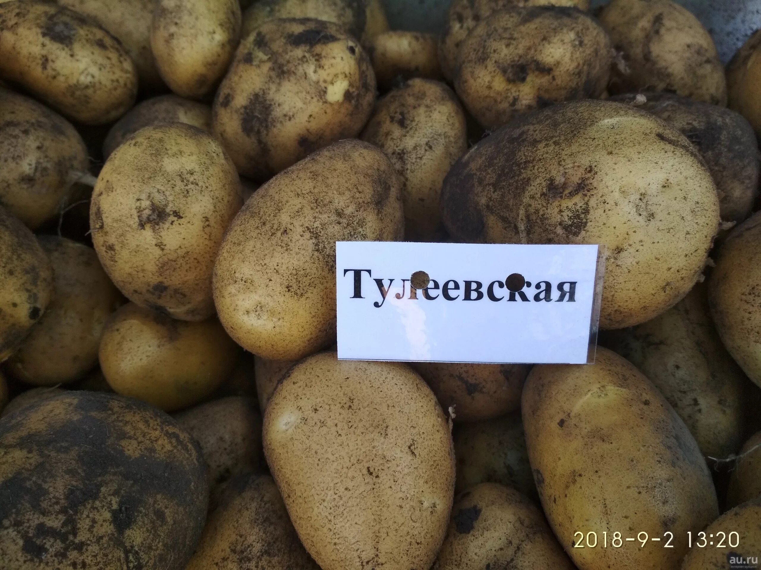 Характеристика отзыв фото. Сорт картофеля Тулеевский. Картофель Тулеевский элита. Семенной картофель Тулеевский. Сорт картофеля Тулеевский характеристика.