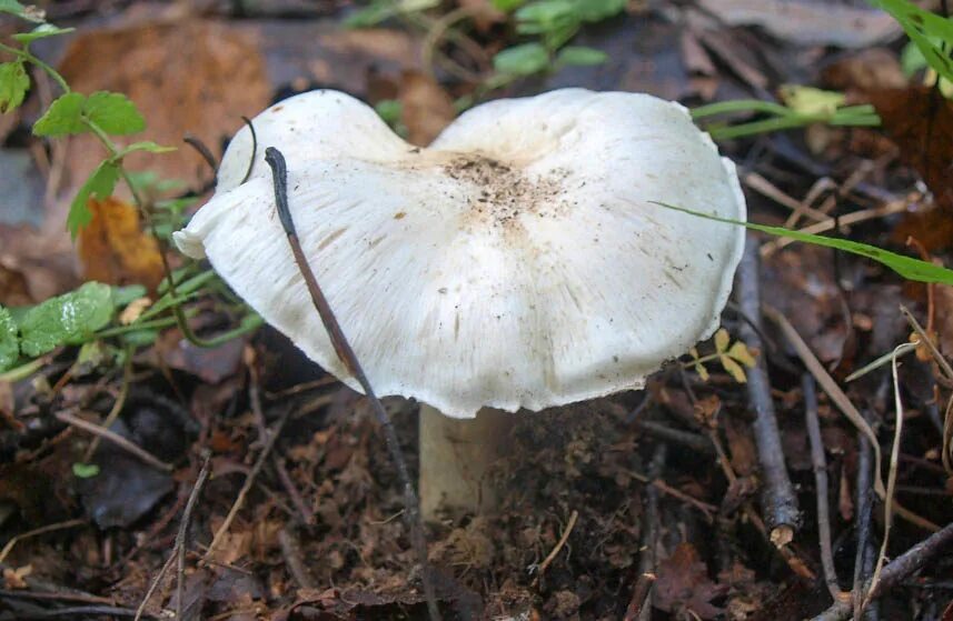 грибы рябиноаки съедобные. рядовки картинки. рядовки картинки. рядовка луговая. грибы октябрята рядовки.