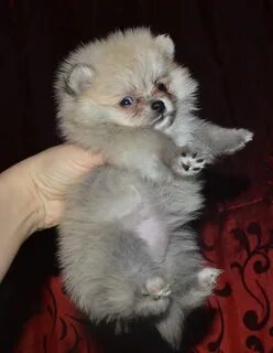 Кот шпиц