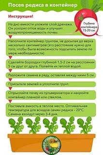 Дни посадки редиски
