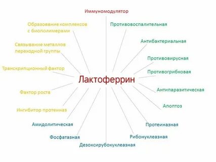 Лактоферрин