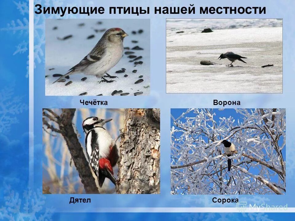 птицы южного урала поползень. зимующие птицы хмао. птицы хмао югры. зимующие птицы хмао. птицы хмао югры.