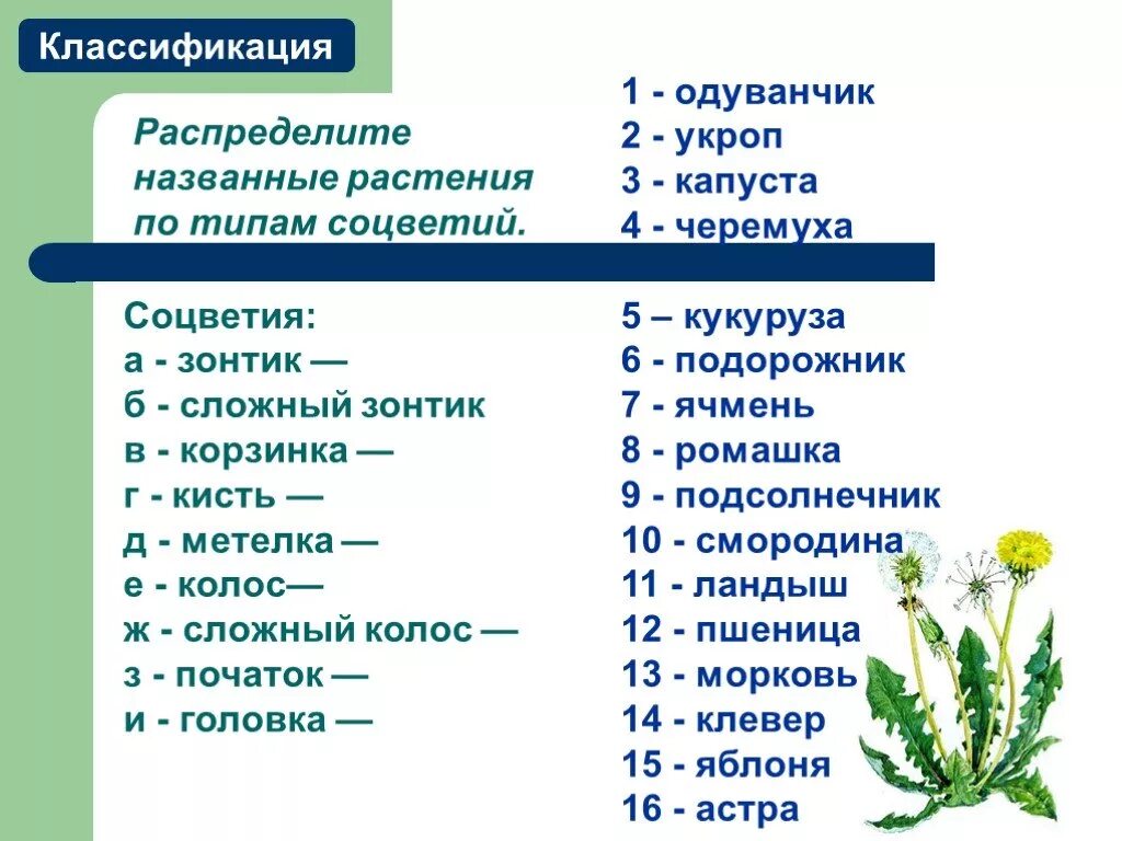 Классификация растения одуванчик. Систематика растений. Систематика растений одуванчик. Систематика ромашки лекарственной. Цветок соцветие 6 класс биология проверочная работа