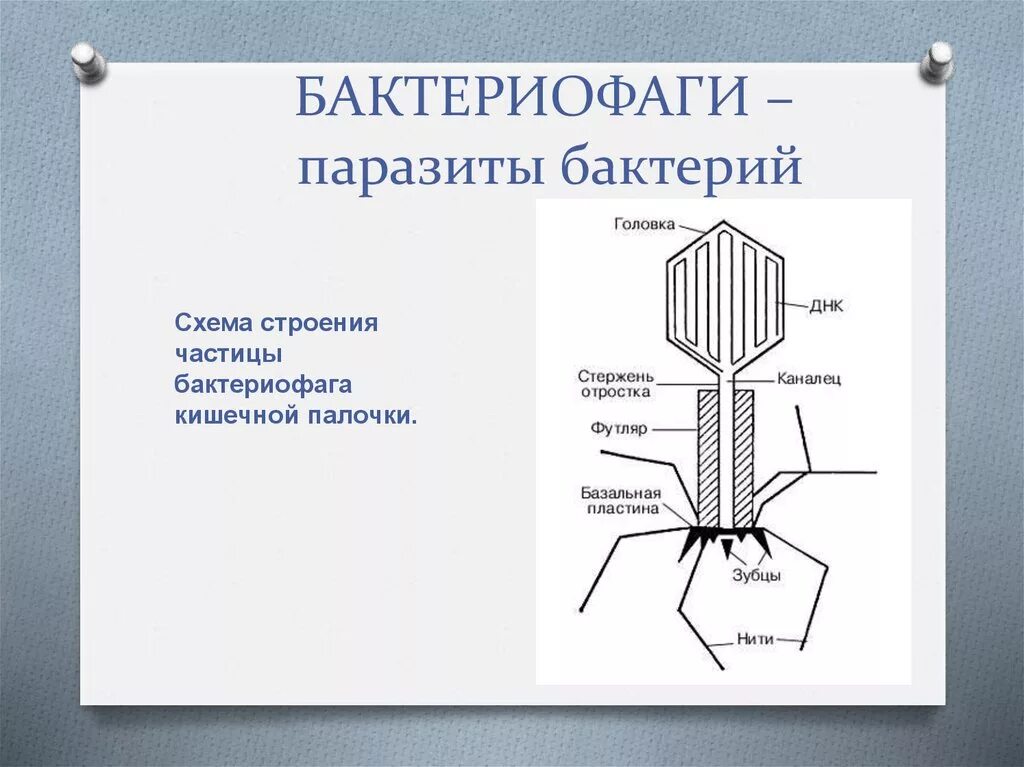 Какого строение бактериофага. Вирусы бактерий бактериофаги. вирус бактериофаг 5 класс биология. схема вируса бактериофага. бактериофаг т4 строение.