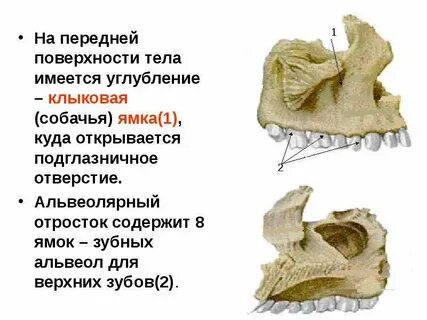 Клыковый