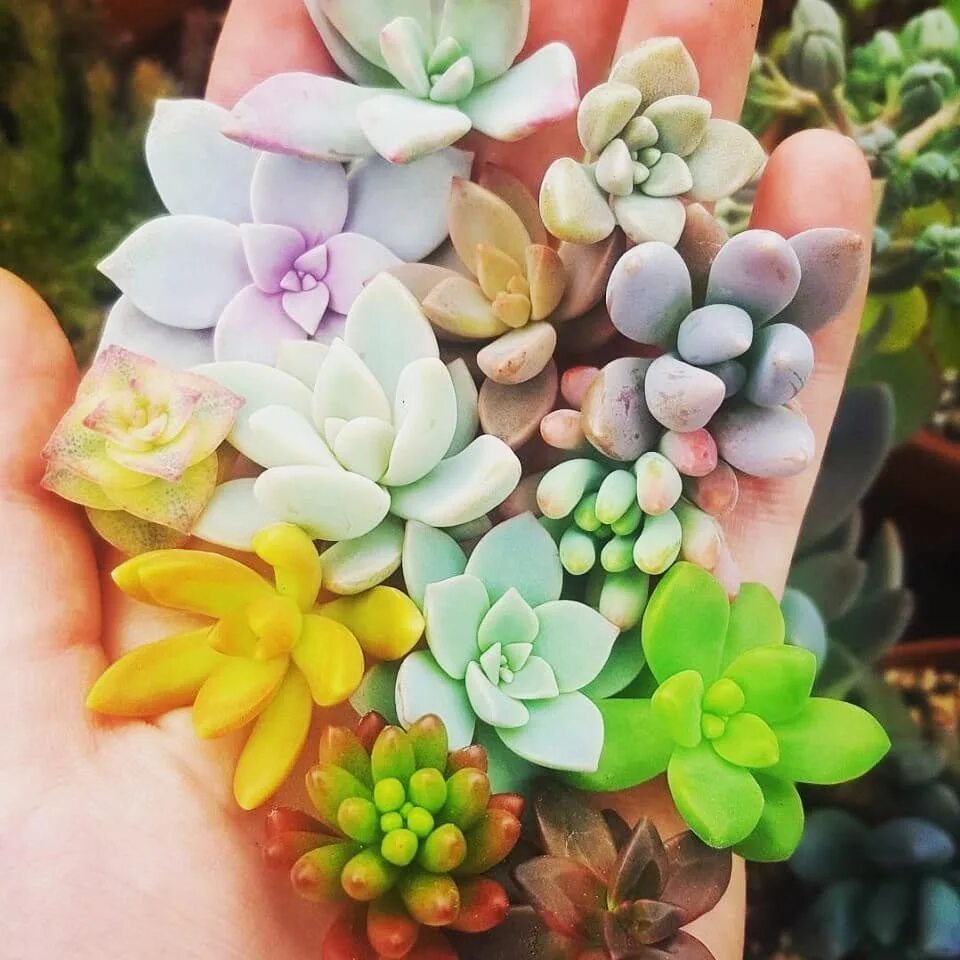 Подходящий грунт для суккулентов. Грунт для суккулентов. грунт декоративный для суккулентов. идеальный грунт для суккулентов.