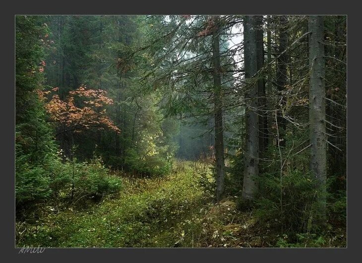 Чаща лен обл