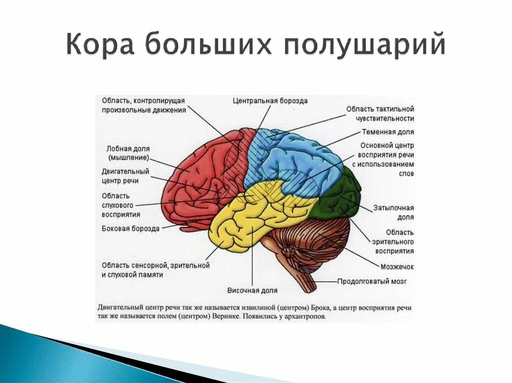 Как зависит масса головного мозга. Доли больших полушарий головного мозга схема. топография зон коры головного мозга. фронтальные зоны коры больших полушарий.