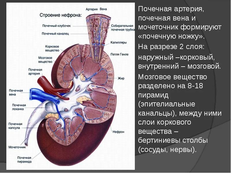 Почечные вены какая кровь. Кровоснабжение правой почки и левой. Дуговые артерии почки.