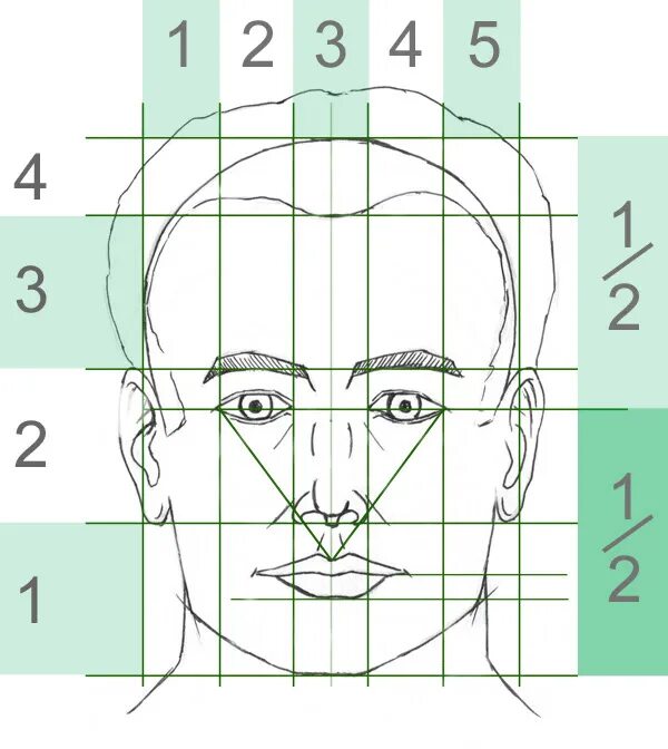 Лицо рисунок схема. Пропорции портретов сбоку. Пропорции лица анфас. Рисунок схема пропорций головы человека. Пропорции лица человека схема.