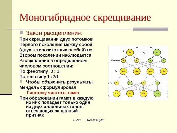 У гибридов при моногибридном скрещивании. Схема образования зигот при моногибридном скрещивании. моногибридное скрещивание 1:1. моногибридное скрещивание f2. цитологические основы моногибридного скрещивания схема.