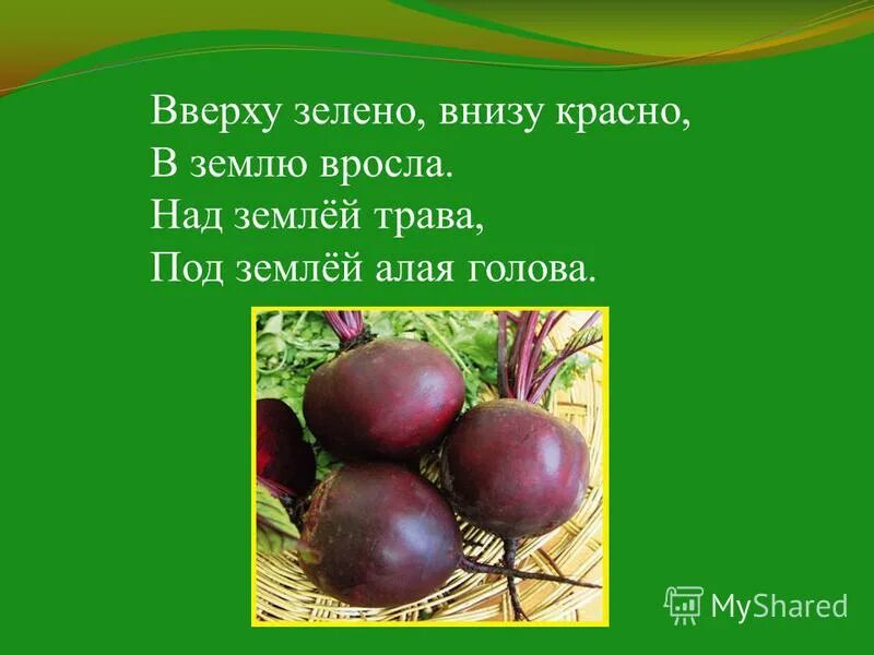 Сверху зелено снизу красно. Сверху зелено снизу красно в землю вросло. Вверху зелено внизу красно. Над землёй трава под землёй алая голова. Загадка внизу красно,вверху зелено,в землю вросло.