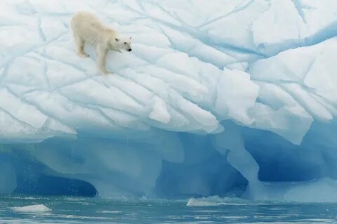 Only arctic