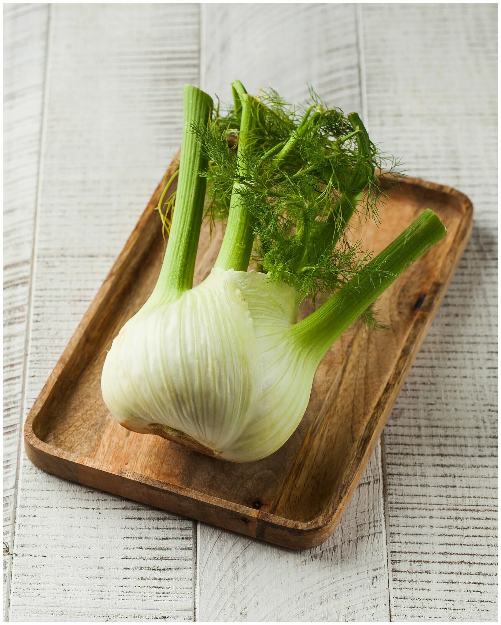 корень фенхеля. фенхель обыкновенный корень. корень фенхеля. фенхель овощной казанова. корень фенхеля.