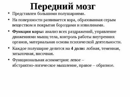 Строение и функции головного мозга кратко конспект