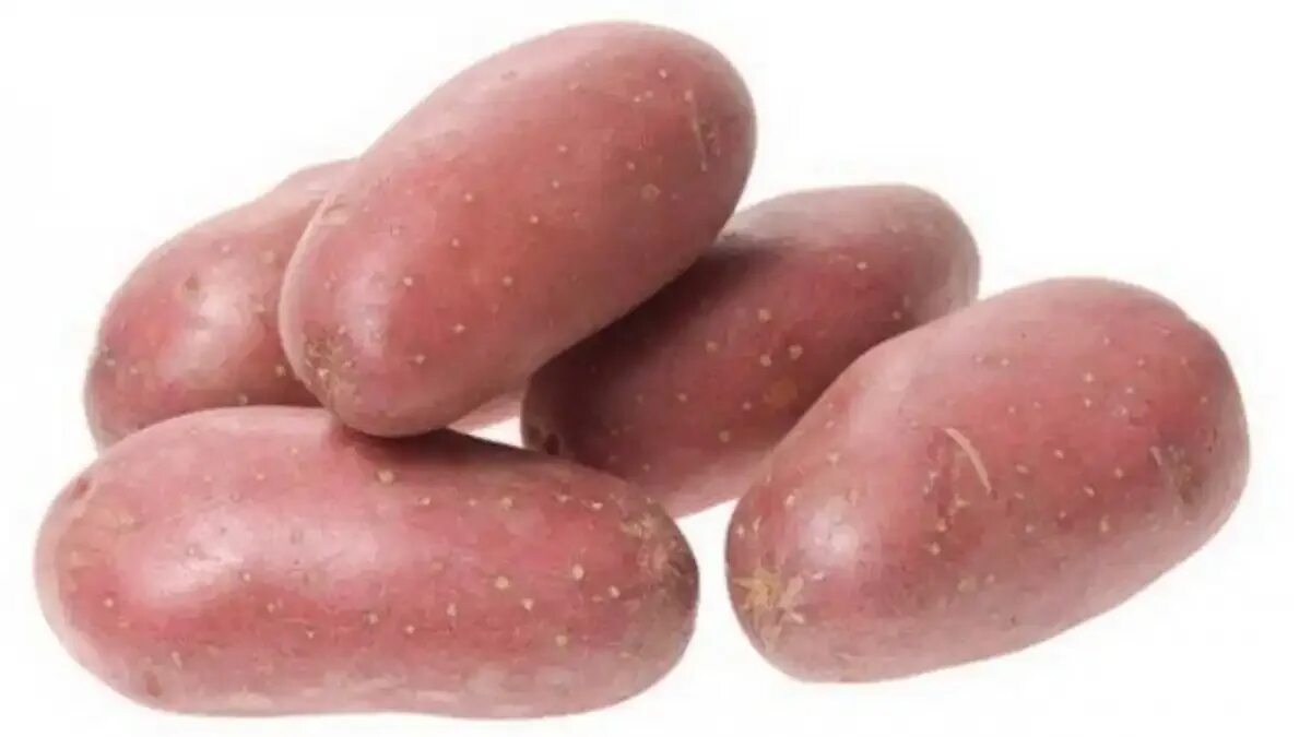 Сорт картофеля кардинал. Сорт картофеля родриго. картофель сорт родриго характеристики. сорт картофеля астерикс. картофель сорт лабелла семенной.