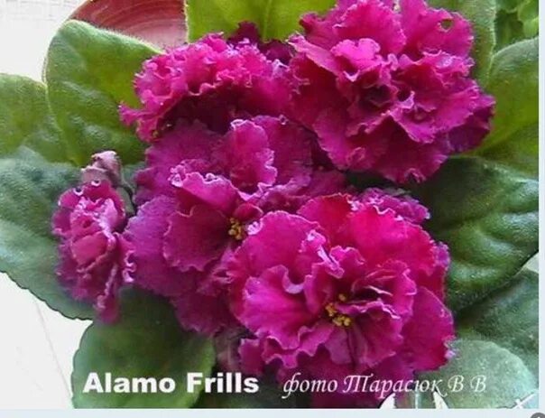 Фиалка сорт н. Фиалка аламо фрилз. фиалка alamo frills. фиалка alamo sunshine. фиалка alano ruch.