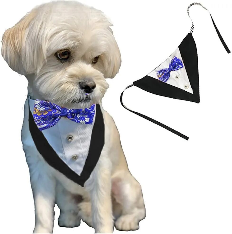 Команда джентльмен для собаки фото. Forms dog. Анкета моей собаки. Собака во фраке. Смокинг для йорка.