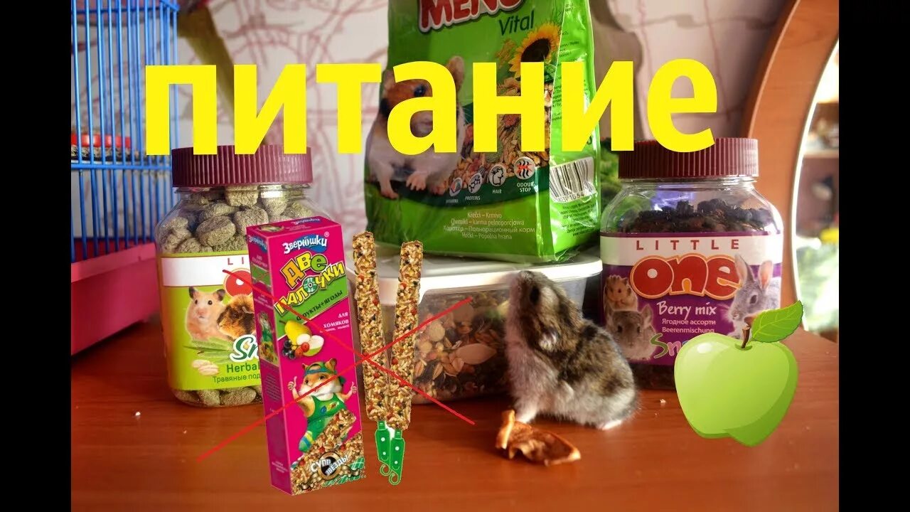 Чем нельзя кормить хомяка 58 фото - ZooClever.ru
