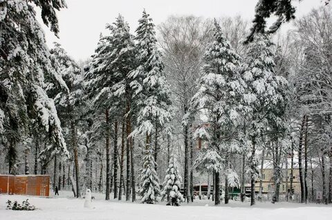 Сосна новосибирск
