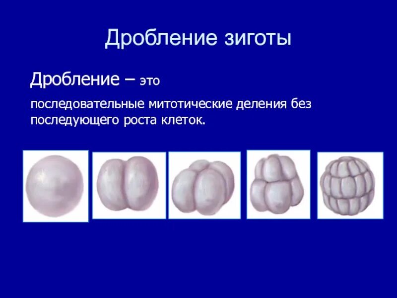 3 признаки зиготы. Стадии дробления зиготы. Голобластическое дробление зиготы. Характеристика дробления зиготы. Процесс дробления зиготы.