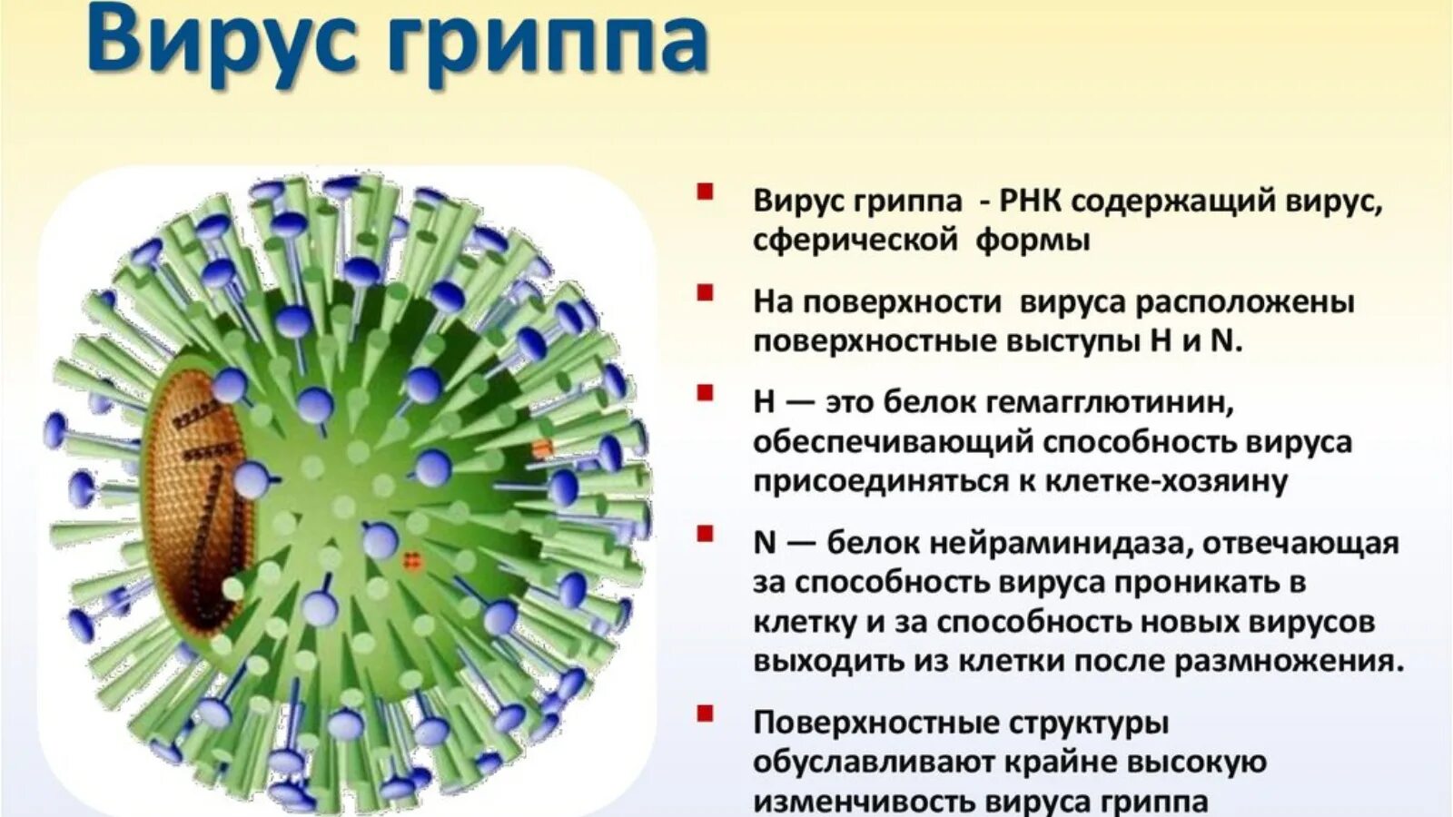 Вирус гриппа. Грипп вирусное заболевание. Вирус гриппа заболевания. Клетка гриппа. Респираторные вирусы гриппа