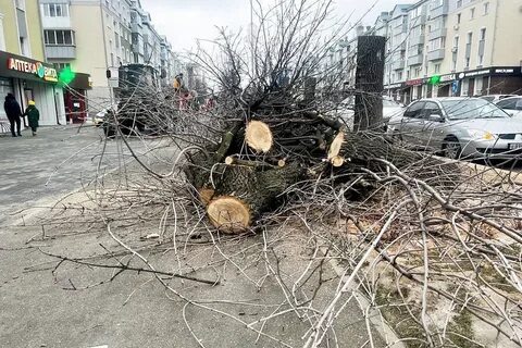 Шесть деревьев