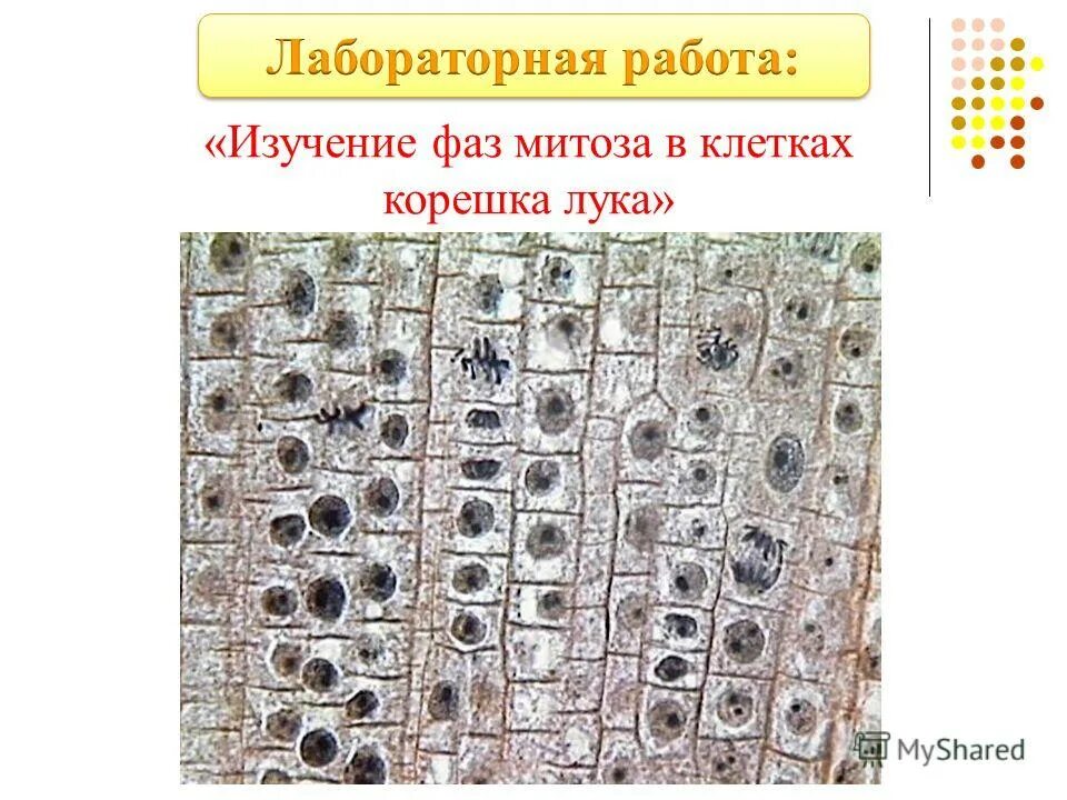 Фазы митоза в клетках корешка лука. Лабораторная работа фазы митоза. Лабораторная работа изучение митоза. Лабораторная работа исследование митоза в клетке. Митощ в клетках корешках лука.