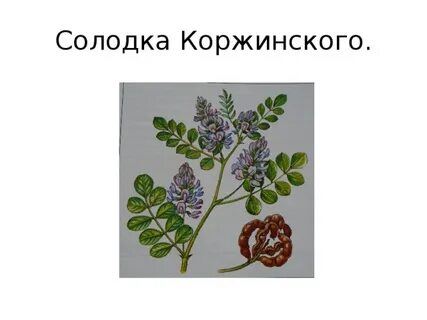 План солодки и яблоки