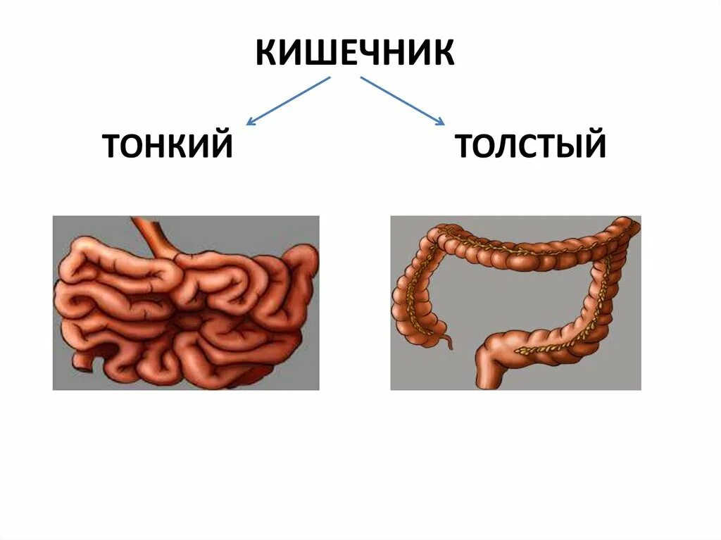 Толстая кишка тонка