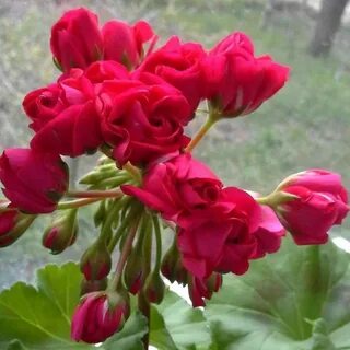 Анне пеларгония фото