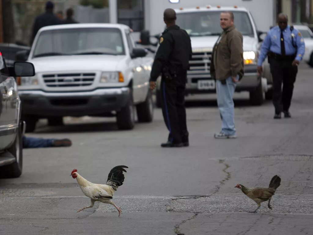 веселые куры. A chicken in sports. курочка бежит. петух бежит. курочки и петушки.