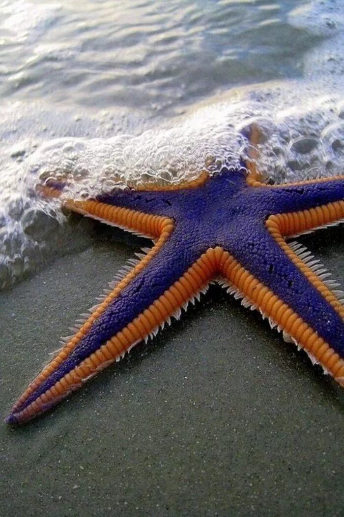Шестиконечная морская звезда. Огромная морская звезда. Разноцветные морские звезды. Морские звезвл. День морской звезды
