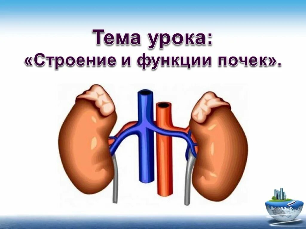 Функционирующая почка