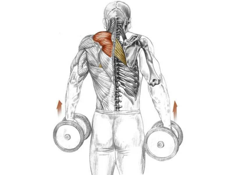 Шея гантелями. Шраги с гантелям мышцы. Упражнение шраги с гантелями. Трапеция упражнения шраги гантелями. Шраги на трапецию со штангой.