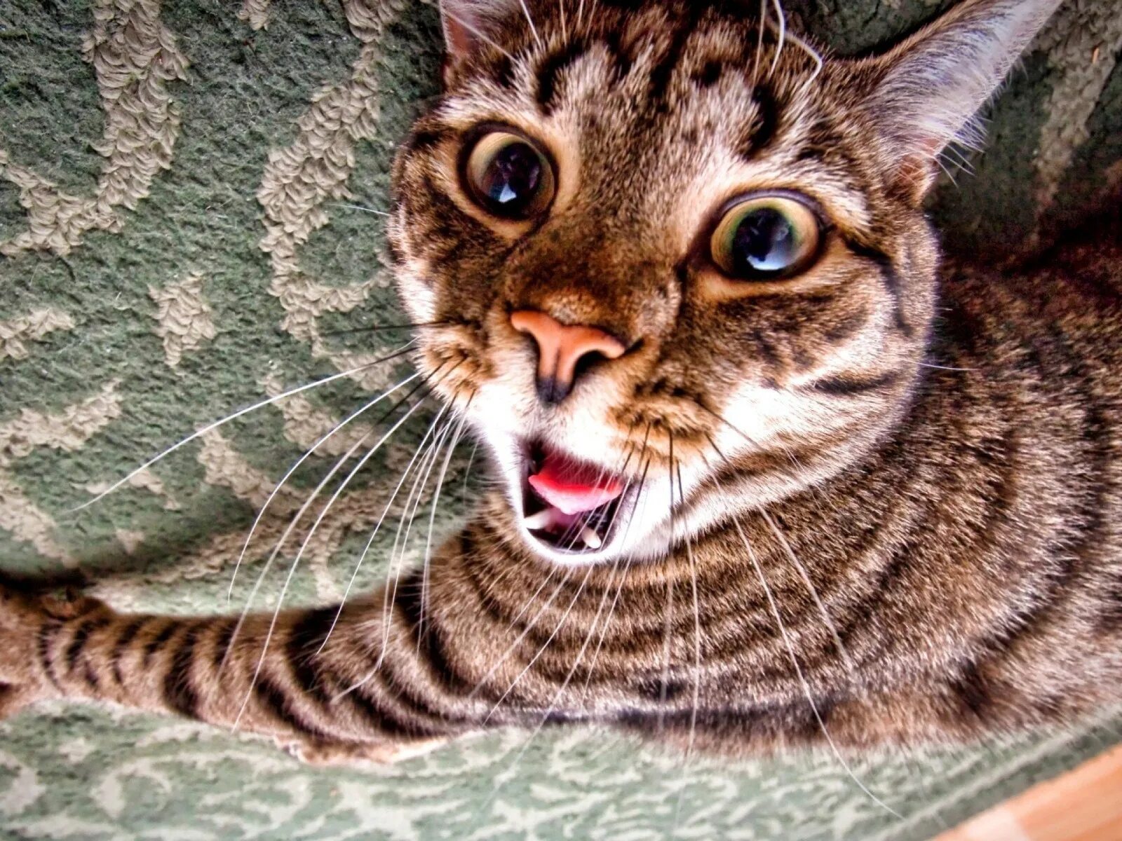 Какого нибудь кота