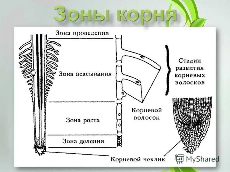 Части корневого волоска