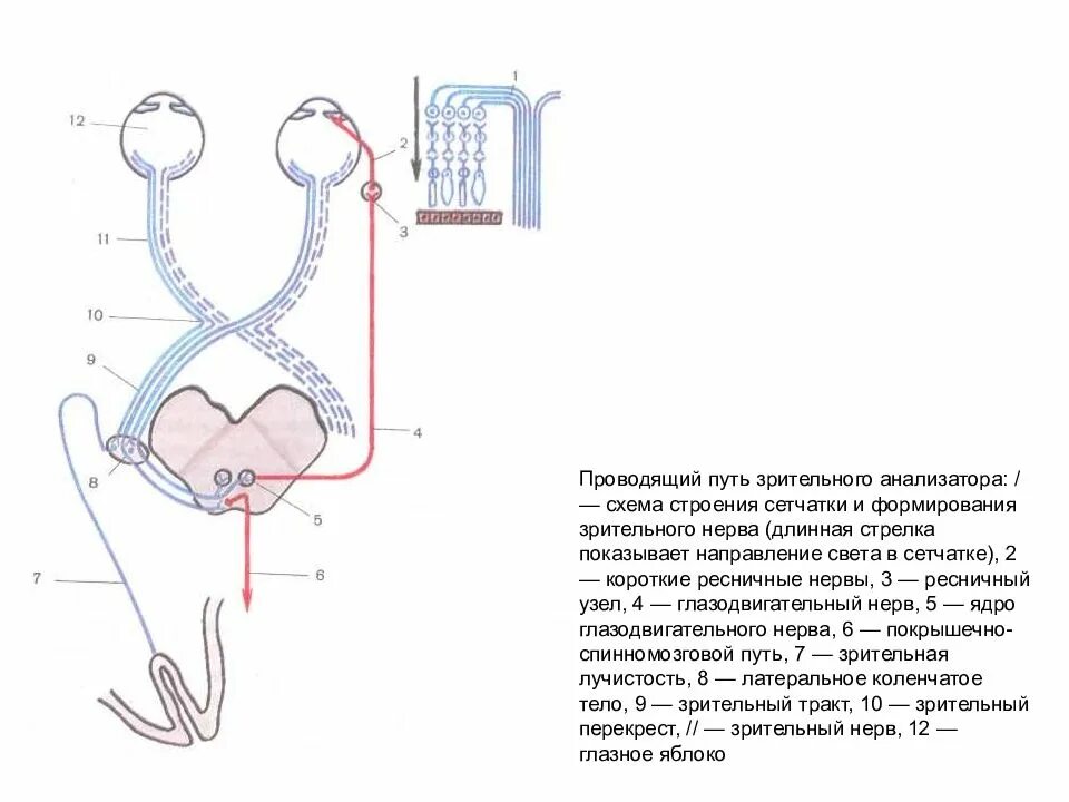 Схему проводящих путей зрительной сенсорной системы. Проводящий путь зрительного анализатора схема. Путь зрительного анализатора анатомия. Проводящие пути зрительного анализатора анатомия. Пути глазки
