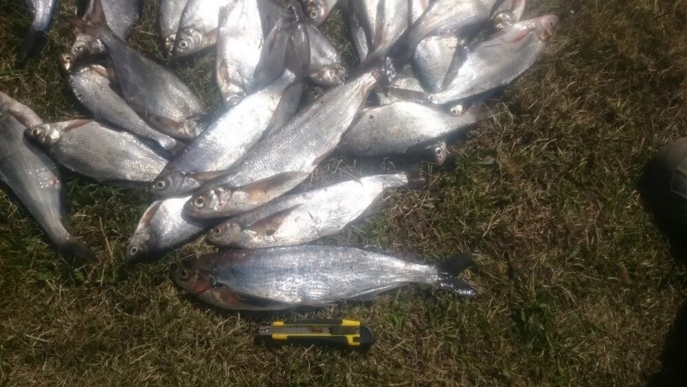 Рыба в реке волхов. Сопа на волхове. Какая рыба водится в волхове. Река волхов рыбалка. Рыба в реке волхов.