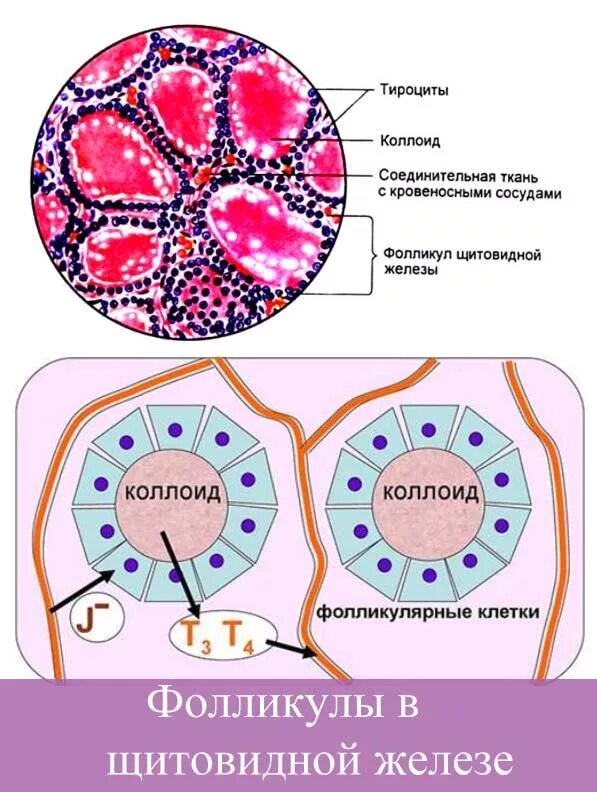 Строение фолликула щитовидной железы. Строение стенки фолликула щитовидной железы. Структурно-функциональная единица щитовидной железы. Тироциты фолликулярные клетки щитовидной железы. Фолликул тироцита