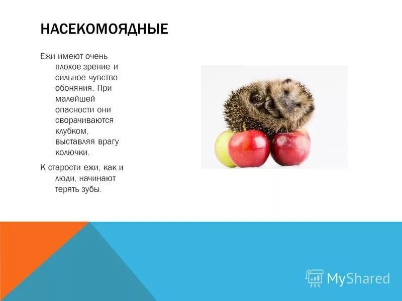 Ушастый ёж. Еж защищается. Пастернака еж. Какое сердце имеет еж. Какое сердце имеет еж.